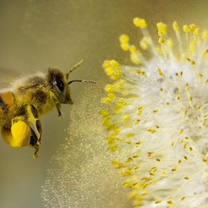camry cabin air filter